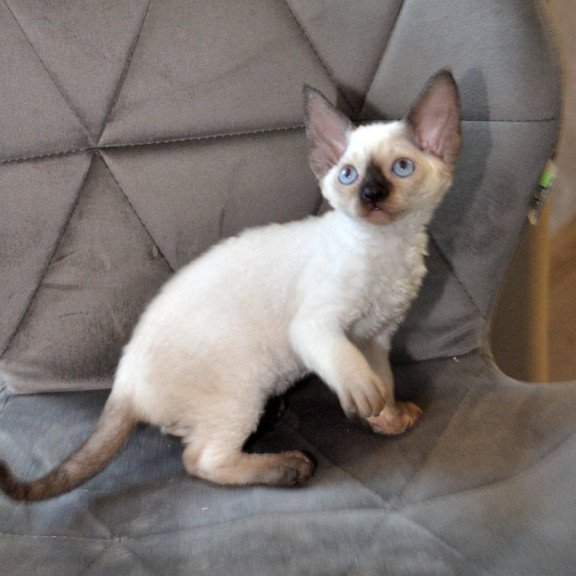 Devon Rex NOV Terra