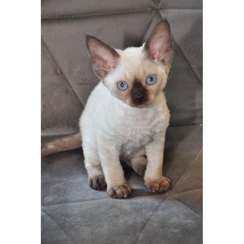 Devon Rex NOV Terra