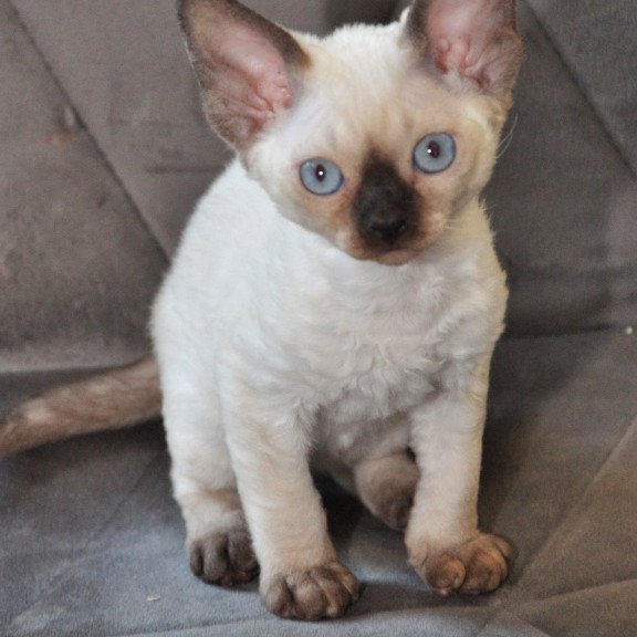 Devon Rex NOV Terra