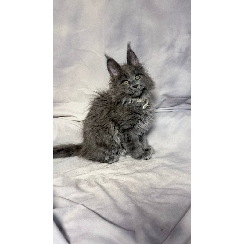 Maine Coon NOV Fletcher