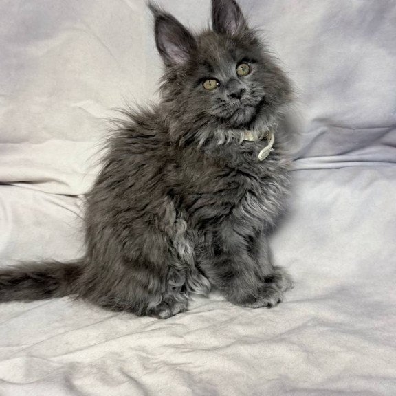 Maine Coon NOV Fletcher