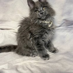 Maine Coon NOV Fletcher