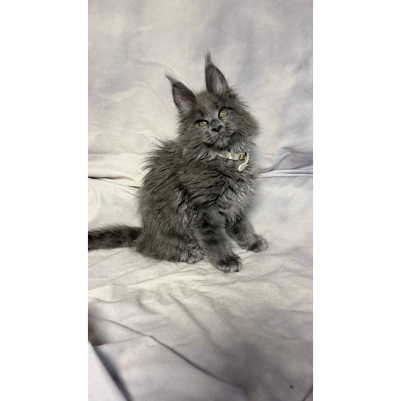Maine Coon NOV Fletcher