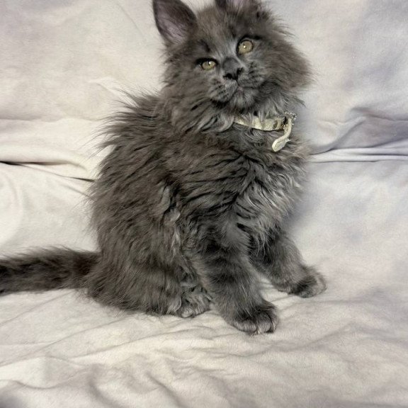Maine Coon NOV Fletcher
