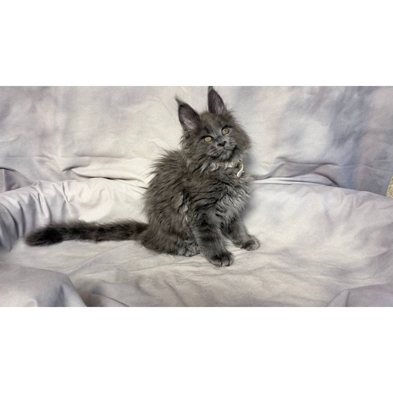 Maine Coon NOV Fletcher