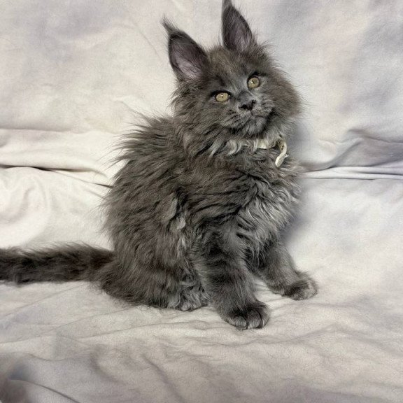 Maine Coon NOV Fletcher