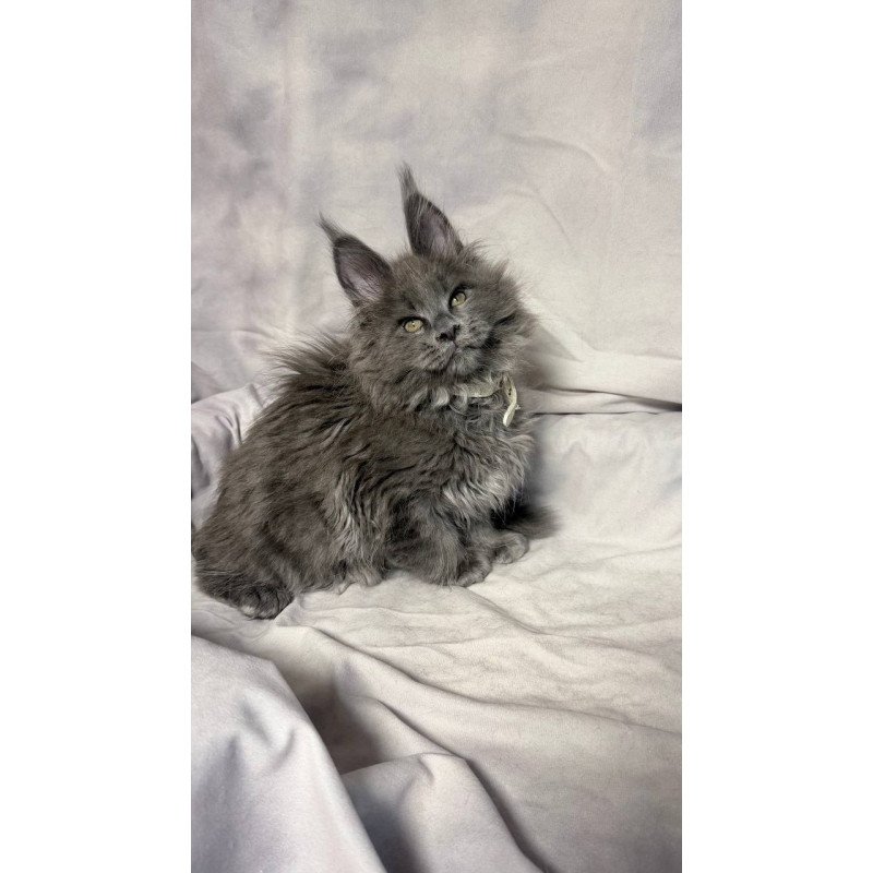 Maine Coon NOV Fletcher