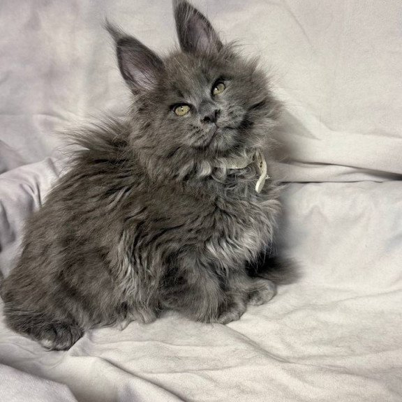 Maine Coon NOV Fletcher