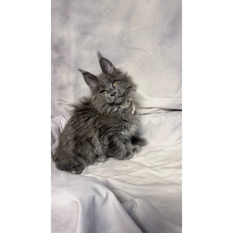 Maine Coon NOV Fletcher