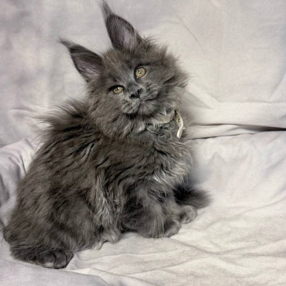 Maine Coon NOV Fletcher