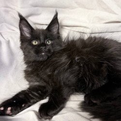 Maine Coon NOV Fargo
