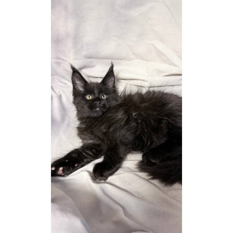 Maine Coon NOV Fargo