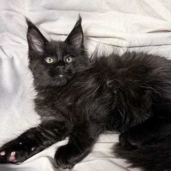 Maine Coon NOV Fargo