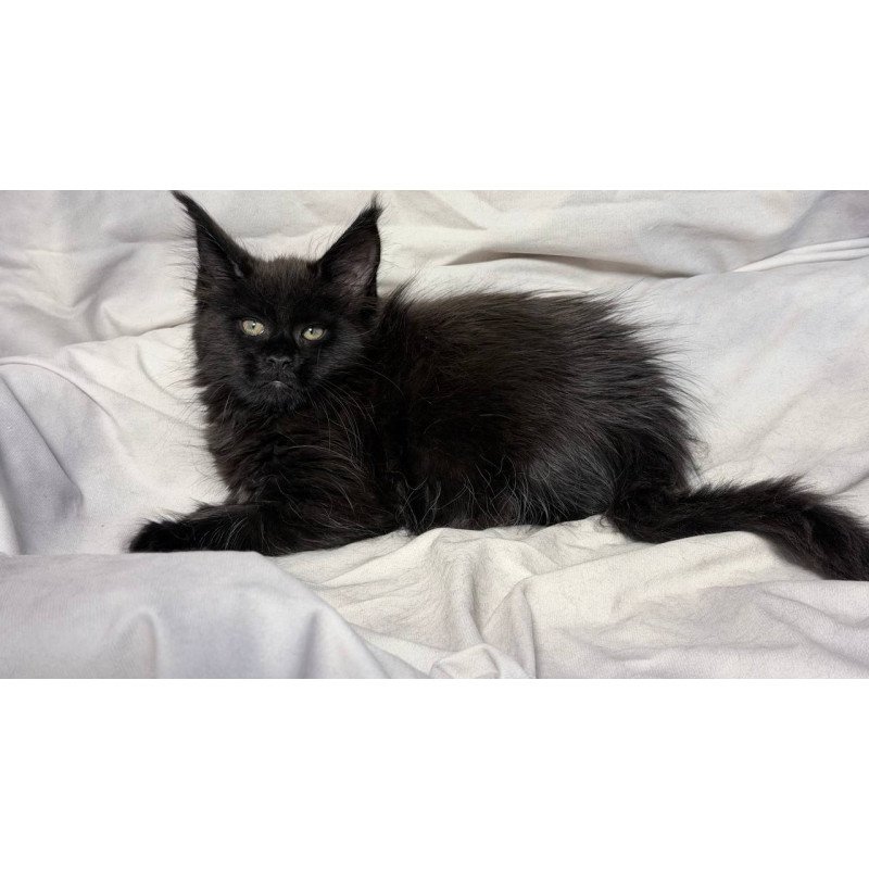Maine Coon NOV Fargo