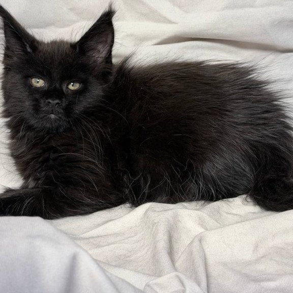 Maine Coon NOV Fargo