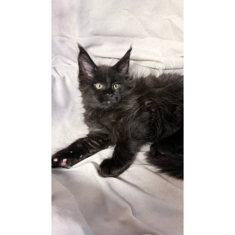 Maine Coon NOV Fargo