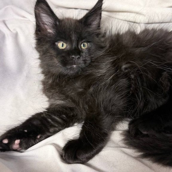 Maine Coon NOV Fargo