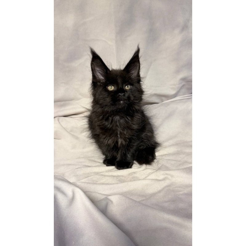 Maine Coon NOV Fargo