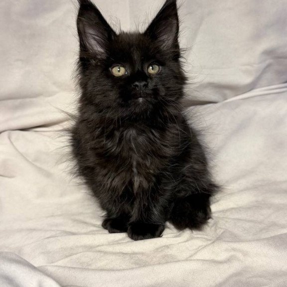 Maine Coon NOV Fargo