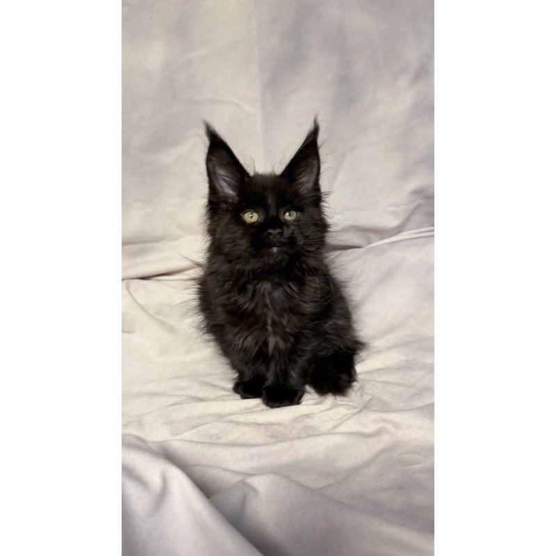 Maine Coon NOV Fargo