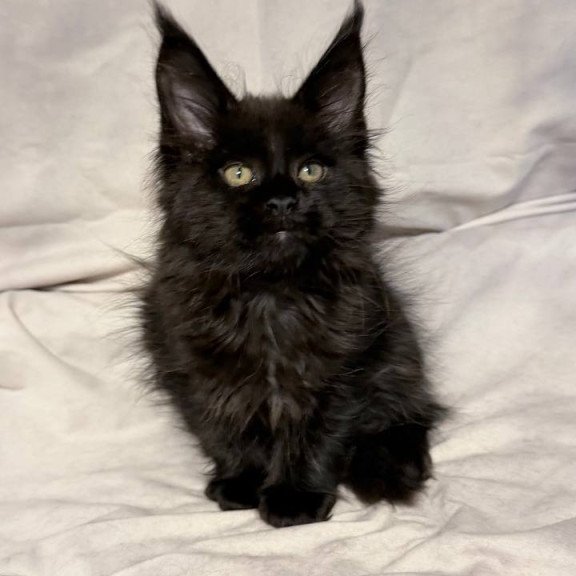 Maine Coon NOV Fargo
