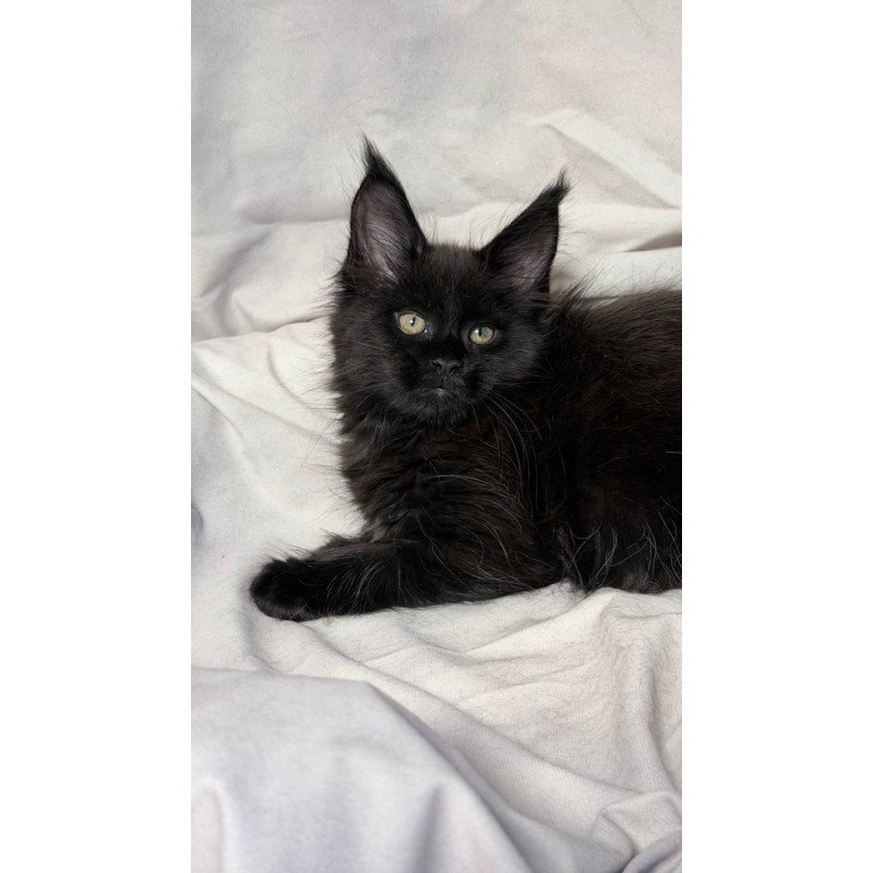 Maine Coon NOV Fargo