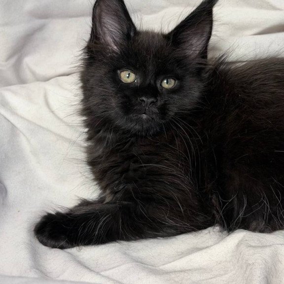 Maine Coon NOV Fargo