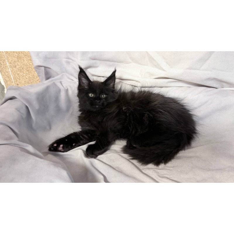 Maine Coon NOV Fargo