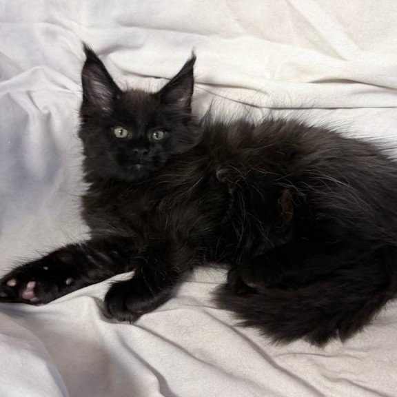Maine Coon NOV Fargo