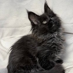 Maine Coon NOV Freya...