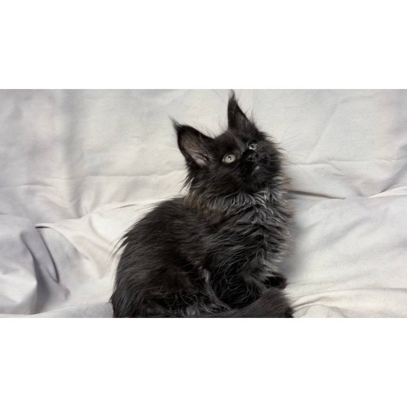 Maine Coon NOV Freya Polydactyl