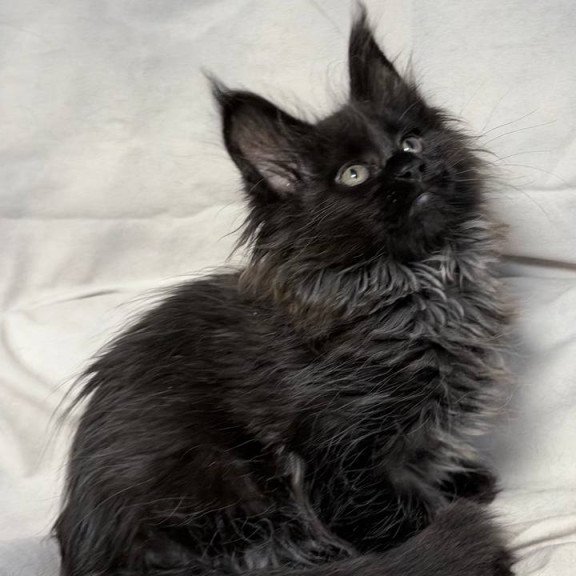 Maine Coon NOV Freya Polydactyl