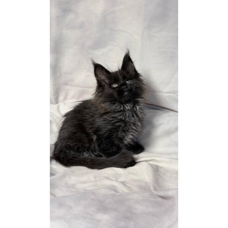 Maine Coon NOV Freya Polydactyl