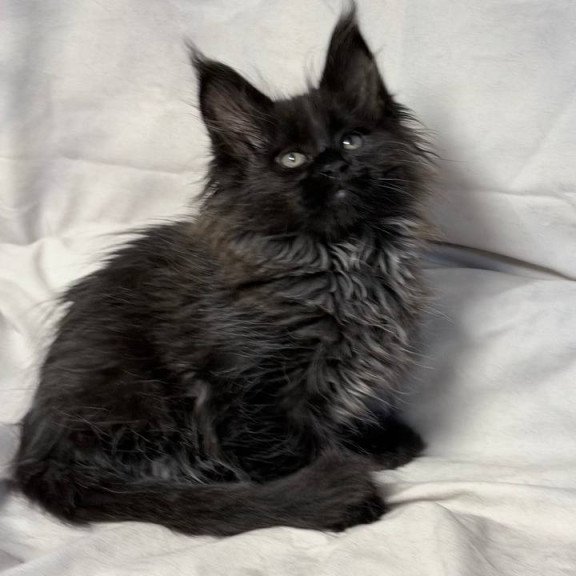 Maine Coon NOV Freya Polydactyl