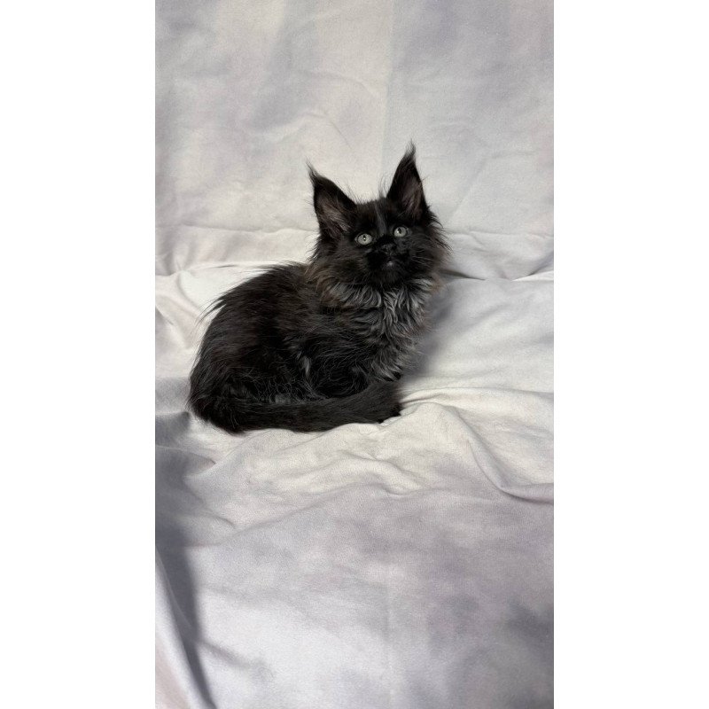 Maine Coon NOV Freya Polydactyl