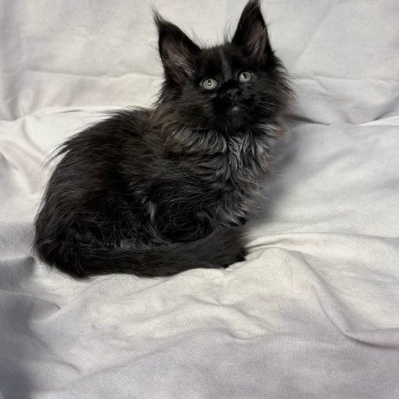 Maine Coon NOV Freya Polydactyl