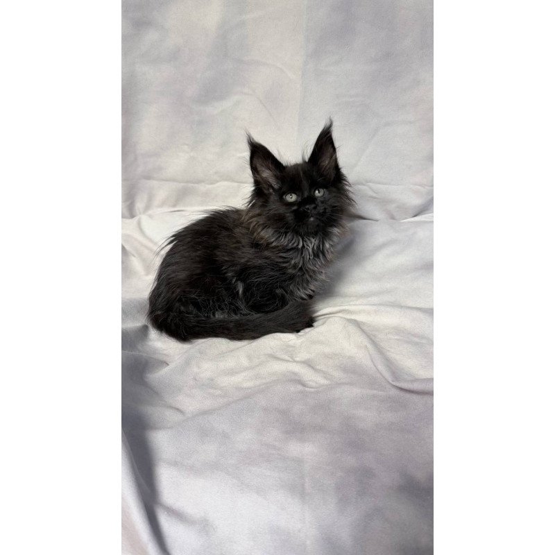 Maine Coon NOV Freya Polydactyl