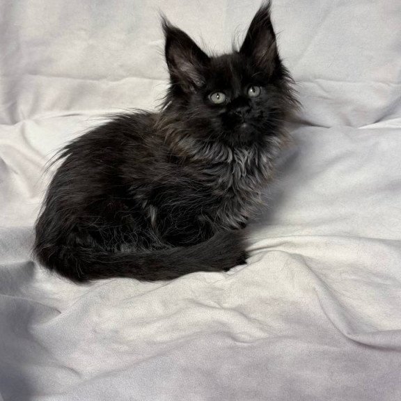 Maine Coon NOV Freya Polydactyl