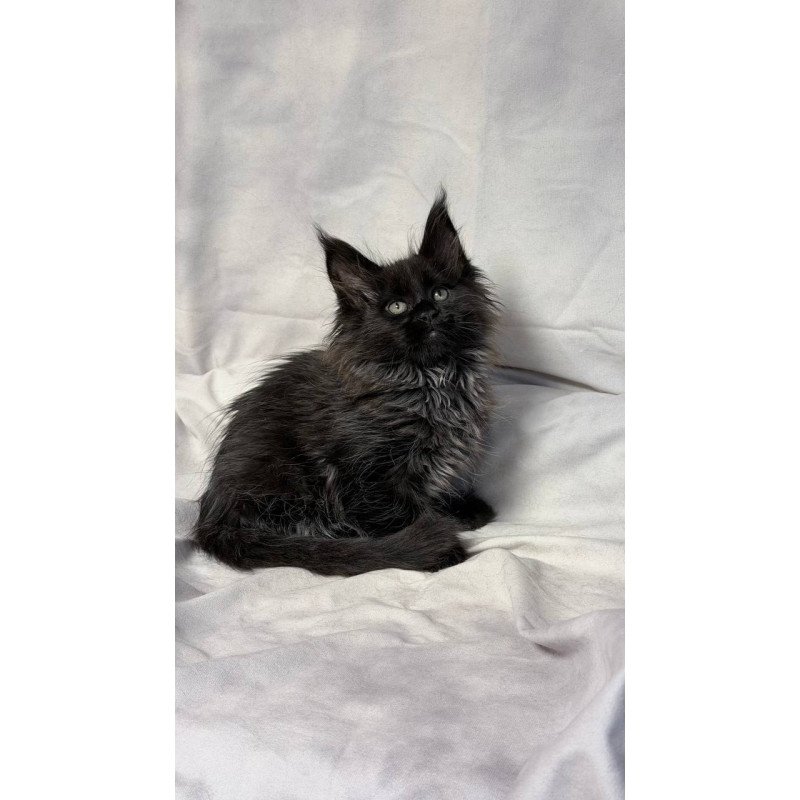 Maine Coon NOV Freya Polydactyl