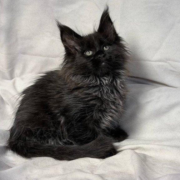Maine Coon NOV Freya Polydactyl
