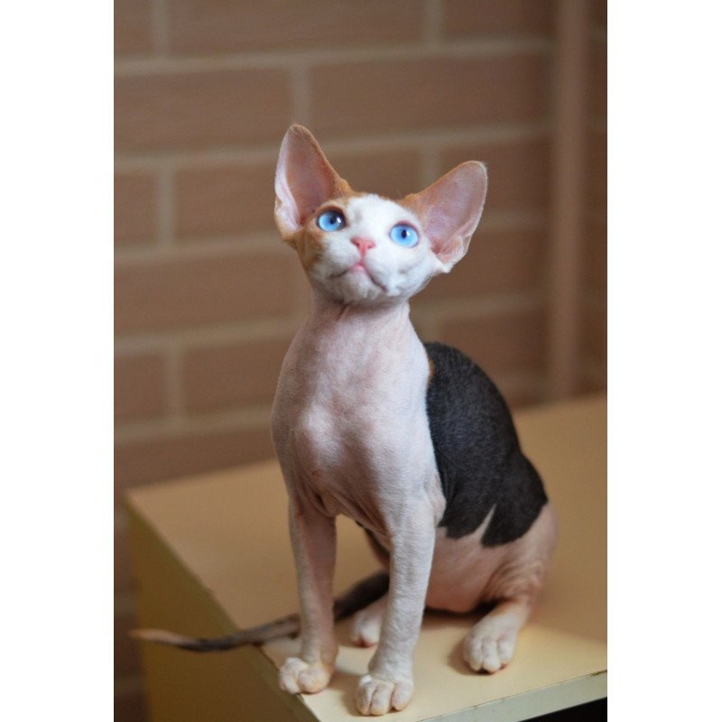 Devon Rex NOV Romashka