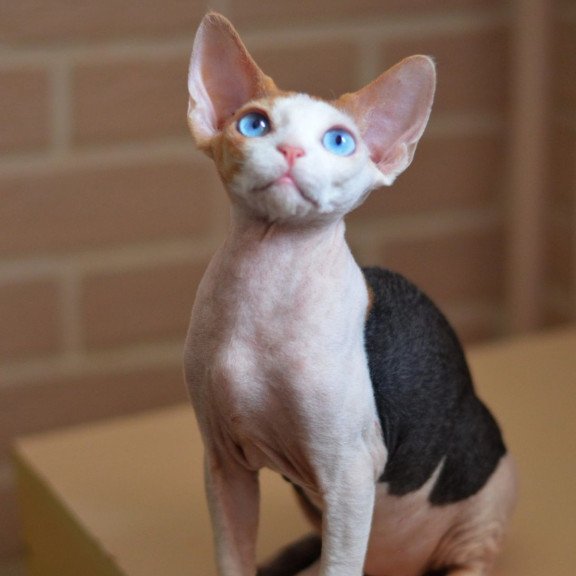 Devon Rex NOV Romashka