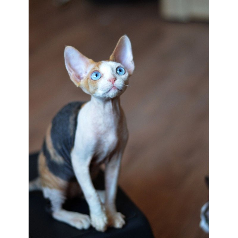 Devon Rex NOV Romashka