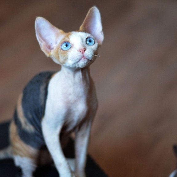 Devon Rex NOV Romashka