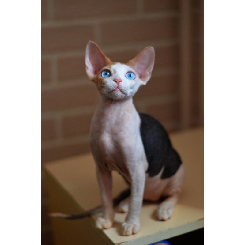 Devon Rex NOV Romashka
