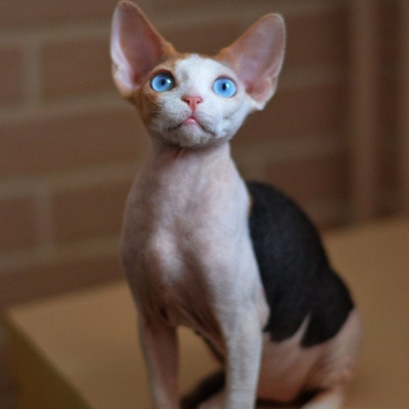 Devon Rex NOV Romashka