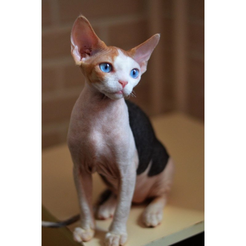 Devon Rex NOV Romashka