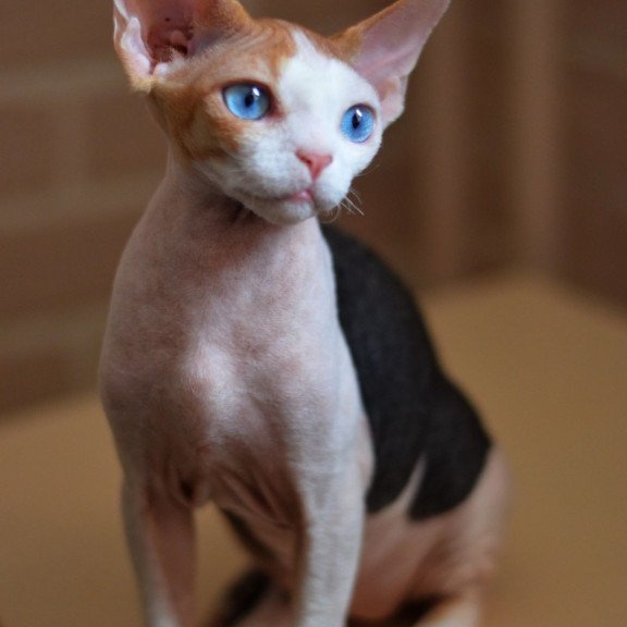 Devon Rex NOV Romashka