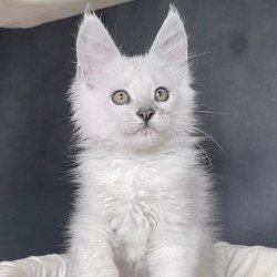 Maine Coon NOV Uran Polydactyl