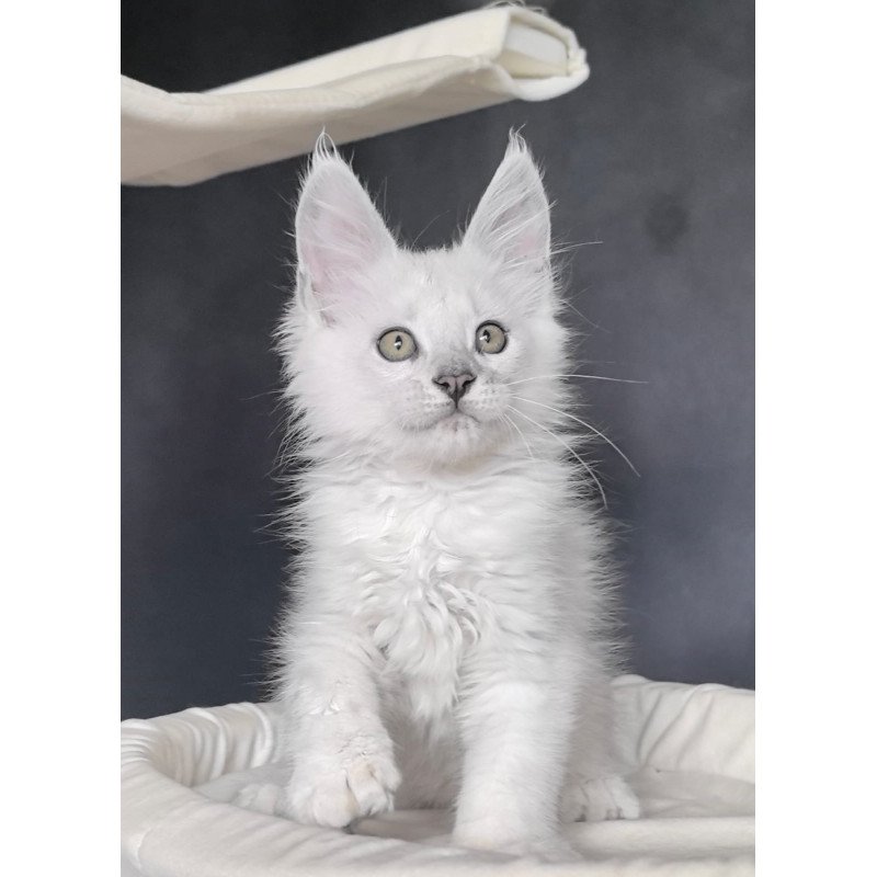 Maine Coon NOV Uran Polydactyl